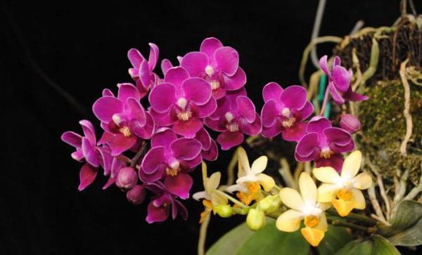 Орхидея Мультифлора: описание и уход в домашних условиях