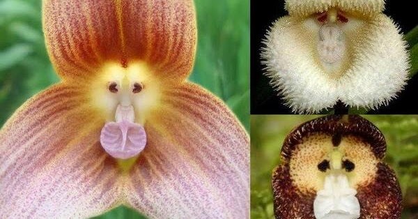 Орхидея обезьянка: описание и особенности ухода