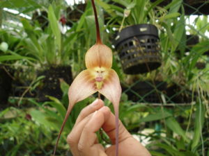Орхидея обезьянка: описание и особенности ухода