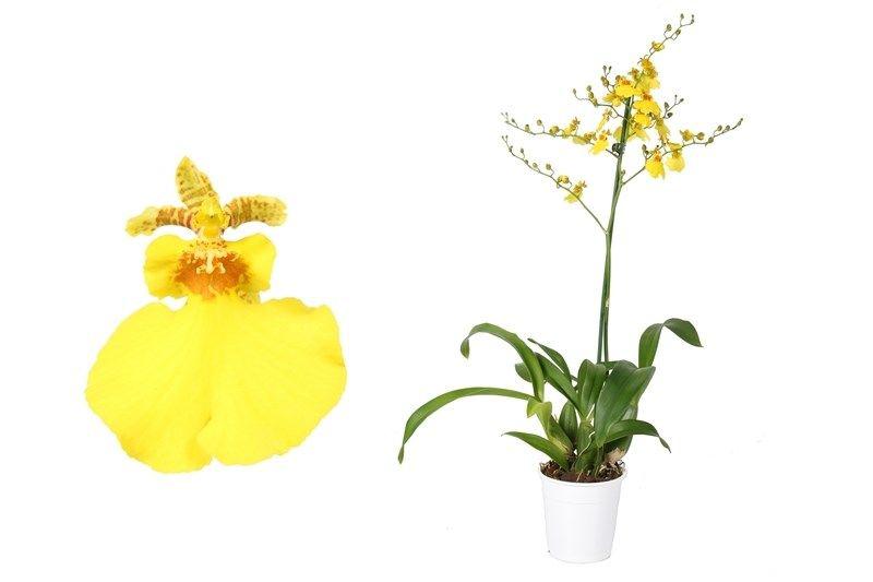 Орхидея Онцидиум: особенности ухода в домашних условиях
