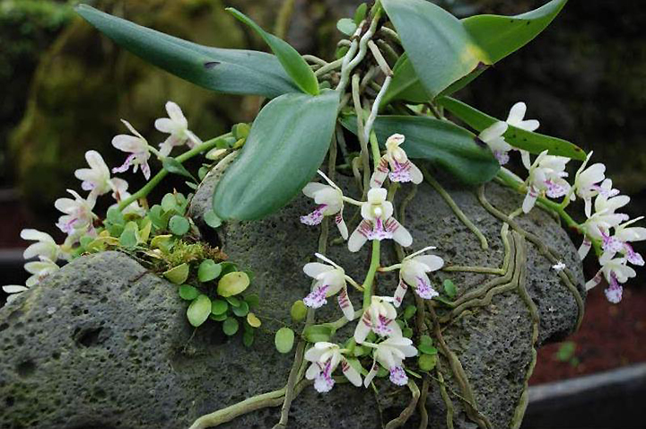 Орхидея Онцидиум: особенности ухода в домашних условиях