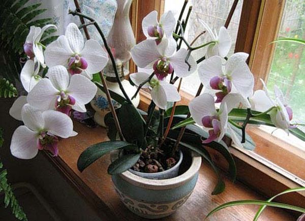 Орхидея: уход в домашних условиях и особенности выращивания