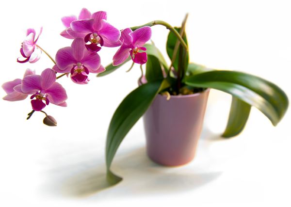 Орхидея: уход в домашних условиях и особенности выращивания