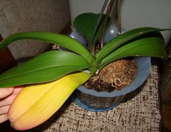 Орхидея засыхает: что делать, как спасти цветок