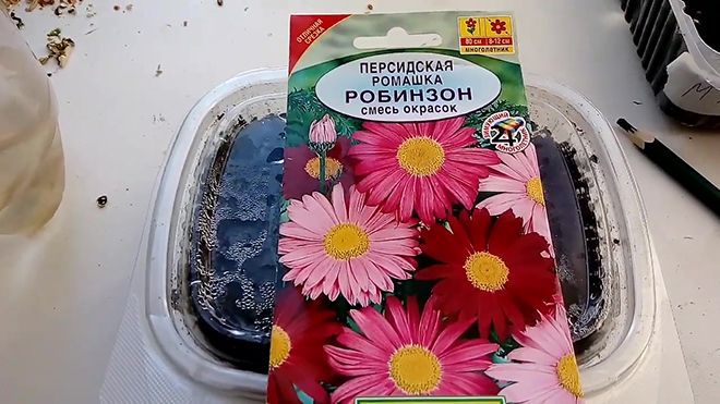 Персидская ромашка робинзон: выращивание из семян, фото этапов выращивания