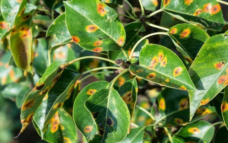 Пятна на листьях груши: коричневые, светлые, красные, желтые, причины и их лечение