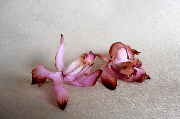 Почему у орхидеи опадают цветы: причины и решение