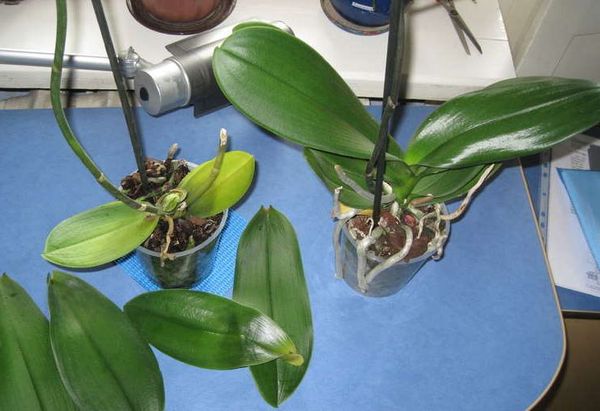 Почему у орхидеи опадают листья: как спасти цветок
