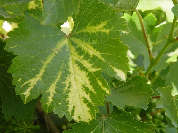 Почему желтеют листья винограда и что делать