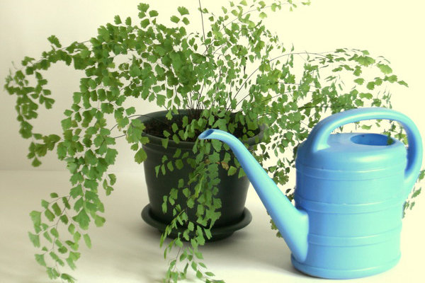 Полив комнатных растений: выбор воды и основные способы