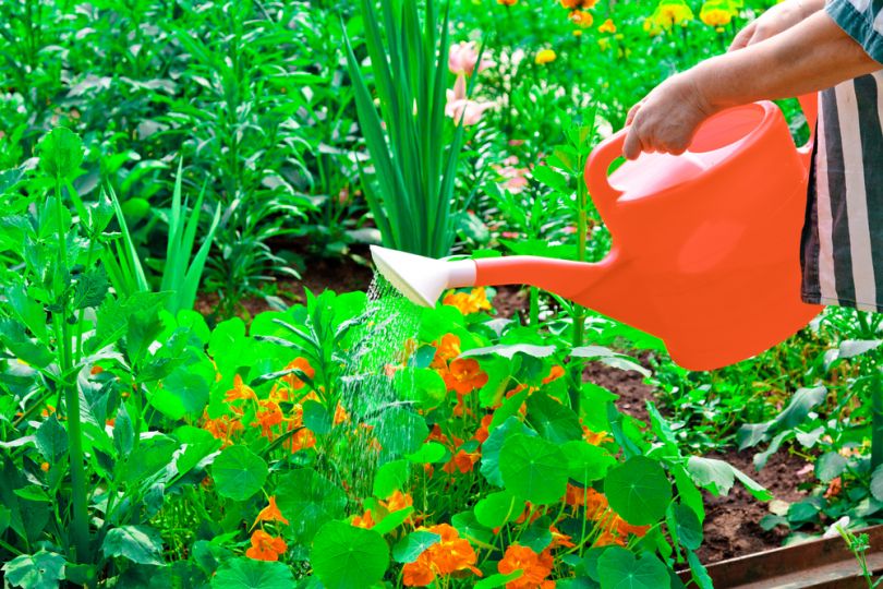Посадка и уход за настурцией в открытом грунте + описание и применение цветка в дизайне сада, фото видов и сортов