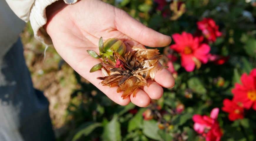 Посадка и уход за немезией в открытом грунте, выращивание из семян + описание цветка, лучшие виды и сорта с фото