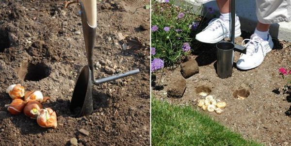 Приспособление для посадки луковичных: конус и другие инструменты