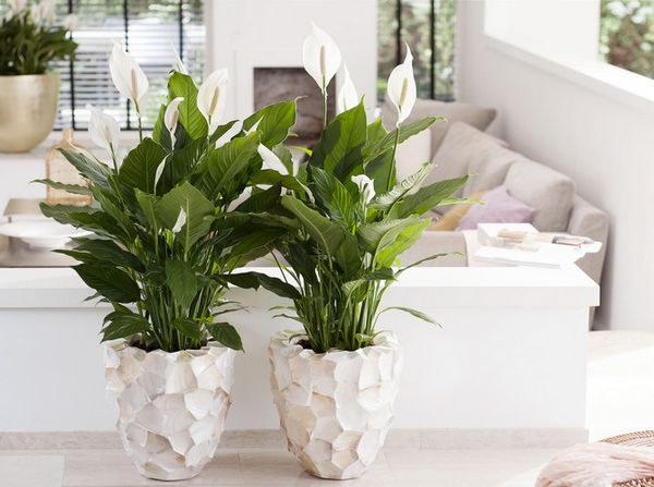 Растения, любящие тень: топ-5 для выращивания в комнате