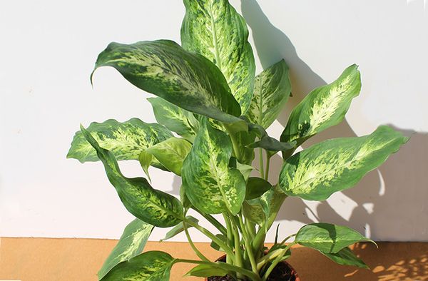 Растения, любящие тень: топ-5 для выращивания в комнате