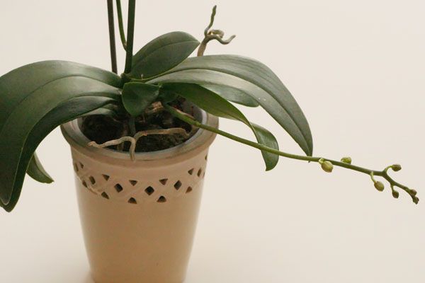 Размножение орхидей цветоносами: пошаговая инструкция