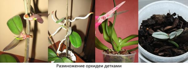Размножение орхидей в домашних условиях: способы и инструкция