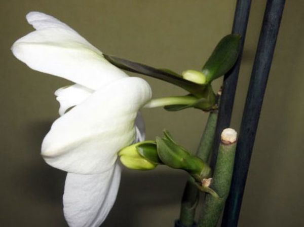 Размножение орхидей в домашних условиях: способы и инструкция