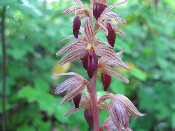 Самые красивые орхидеи: обзор редких сортов и видов