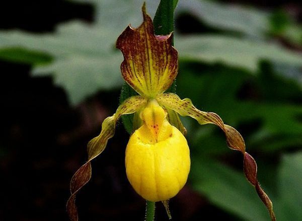 Самые красивые орхидеи: обзор редких сортов и видов