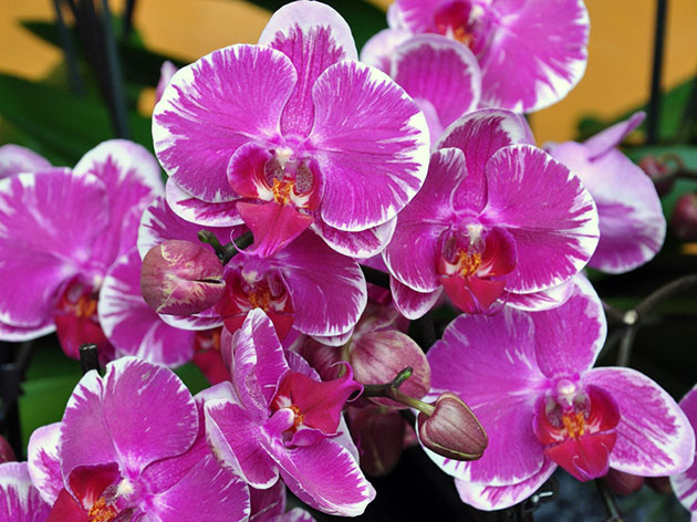 Сколько цветет орхидея в домашних условиях: как часто и долго