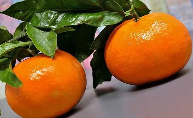 Что будет если съесть много мандаринов. Апельсин убили. Можно ли потолстеть от мандаринов. Поправиться от мандаринов