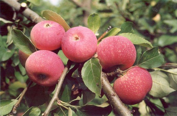Сорт яблок Анис: фото, описание, виды, выращивание