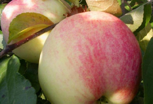 Сорт яблок Анис: фото, описание, виды, выращивание