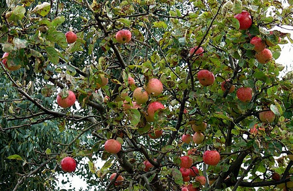 Сорт яблони конфетное: фото и описание