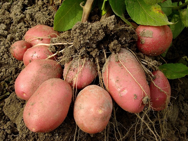 Сорт картофеля Хозяюшка: фото и описание