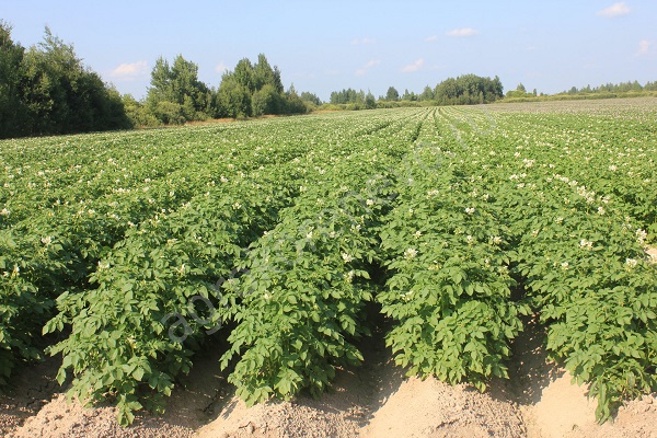 Сорт картофеля Колобок: характеристика, фото, отзывы