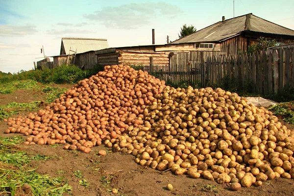 Сорт картофеля Накра: фото, характеристика, отзывы