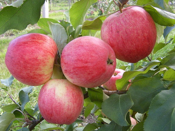 Сорта яблони: фото и описание