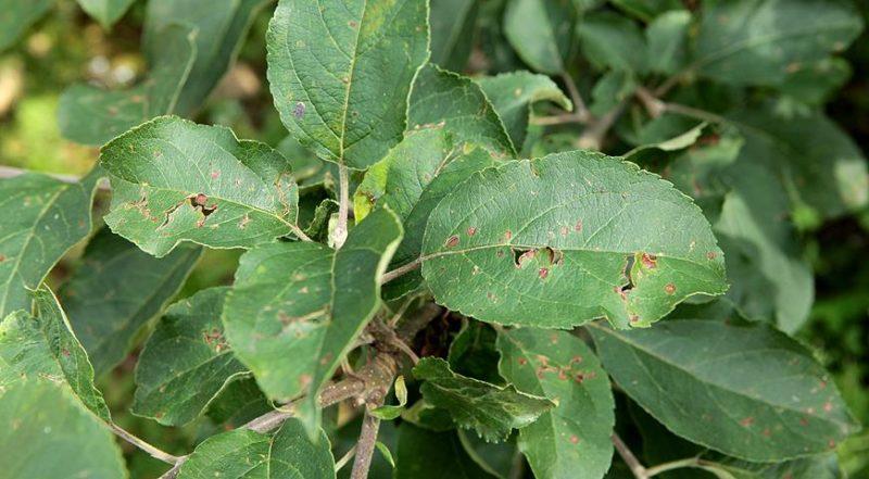 Светло зеленые листьях у груши: хлороз и другие причины, лечение болезней с фото