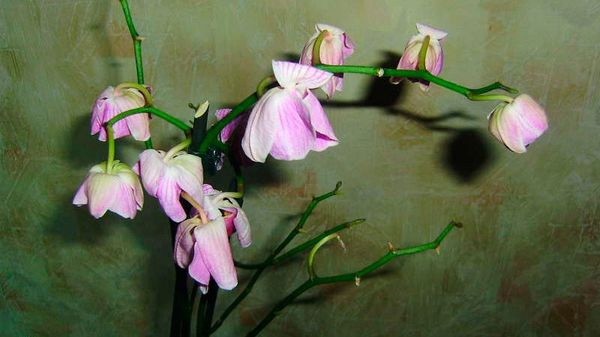 У орхидеи вянут цветы: что делать и как спасти растение