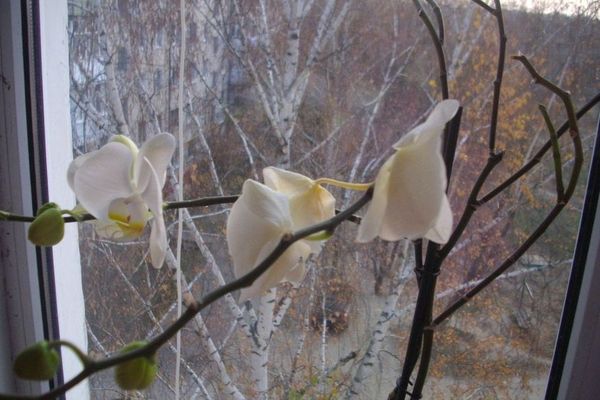 У орхидеи вянут цветы: что делать и как спасти растение