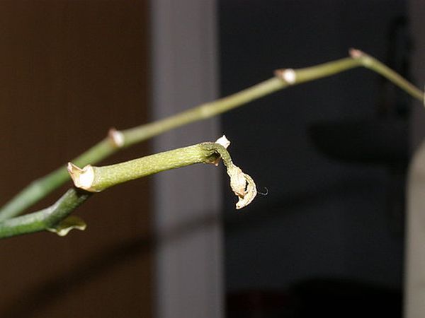 У орхидеи засох цветонос: что делать и как ухаживать