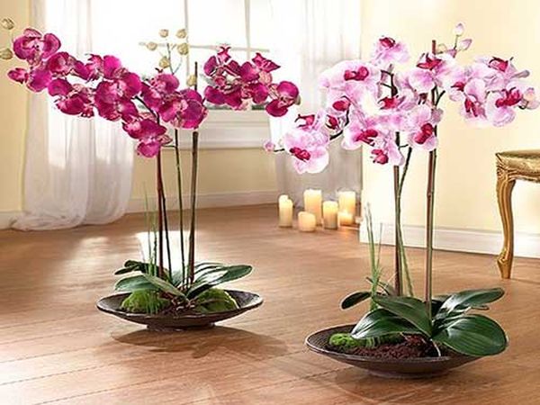 Уход за орхидеей после цветения в домашних условиях
