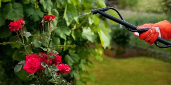 Уход за розами летом: какие удобрения вносить в период бутонизации
