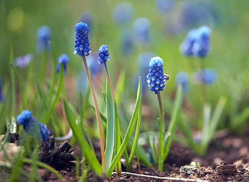 Весенний первоцвет для выращивания в саду: 20 разновидностей с названиями, описаниями и фото + ранние цветы в ландшафте