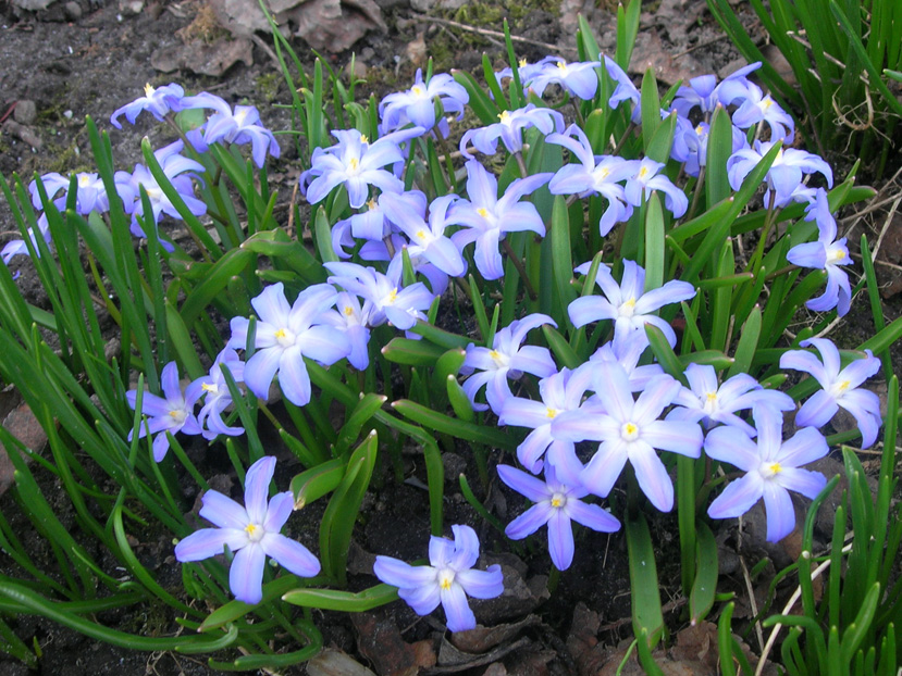 Весенний первоцвет для выращивания в саду: 20 разновидностей с названиями, описаниями и фото + ранние цветы в ландшафте