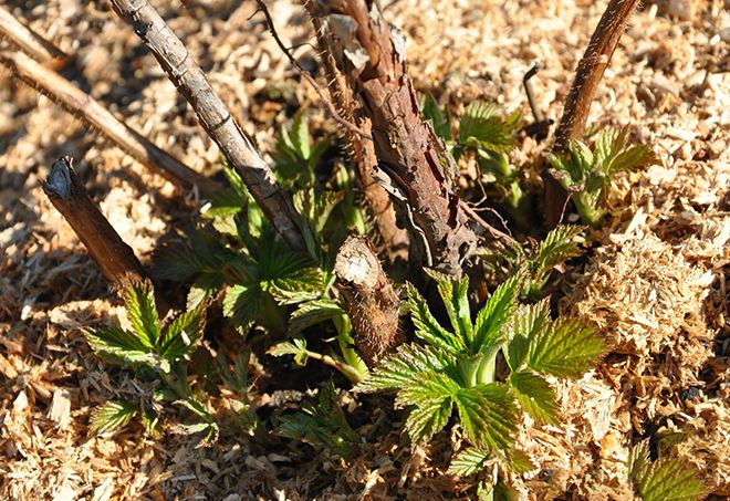Веточки малины от астмы, особенности приема корней и листьев, отзывы специалистов