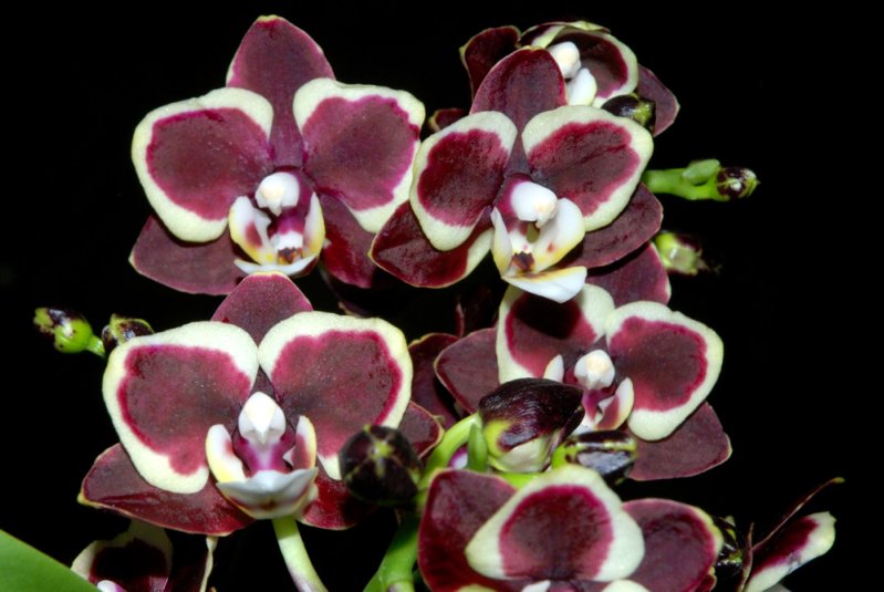 Орхидея с бордовыми листьями фото и названия