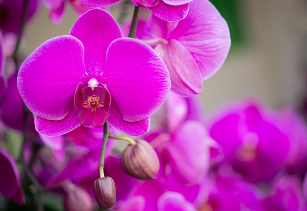 Виды и сорта фаленопсиса, межвидовые гибриды с названиями, описаниями и фото + особенности и классификация орхидей