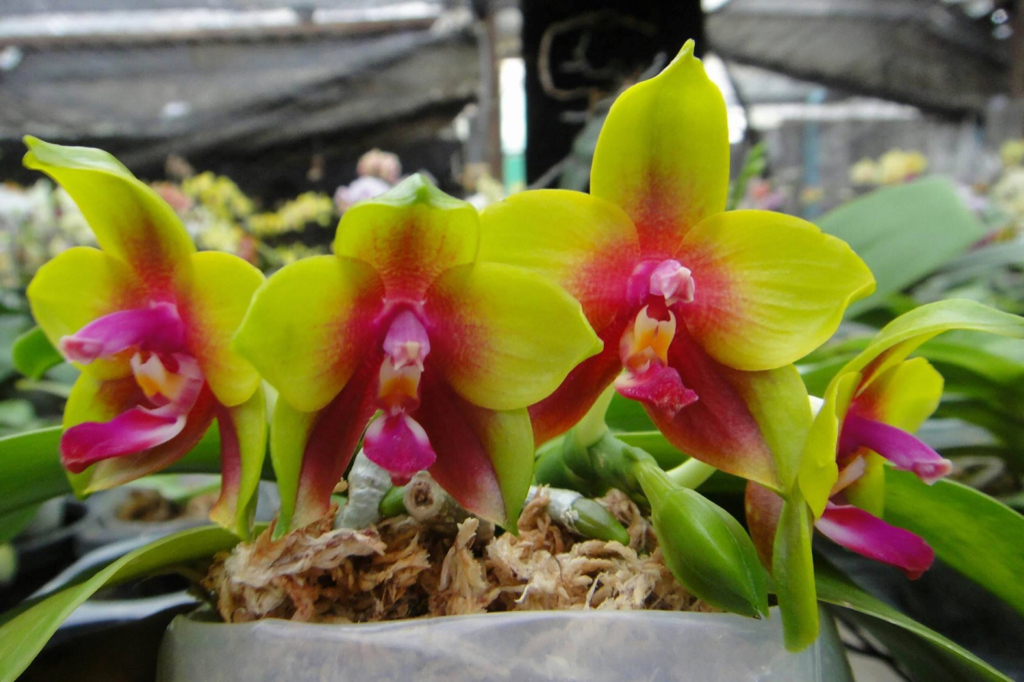 Виды и сорта фаленопсиса, межвидовые гибриды с названиями, описаниями и фото + особенности и классификация орхидей