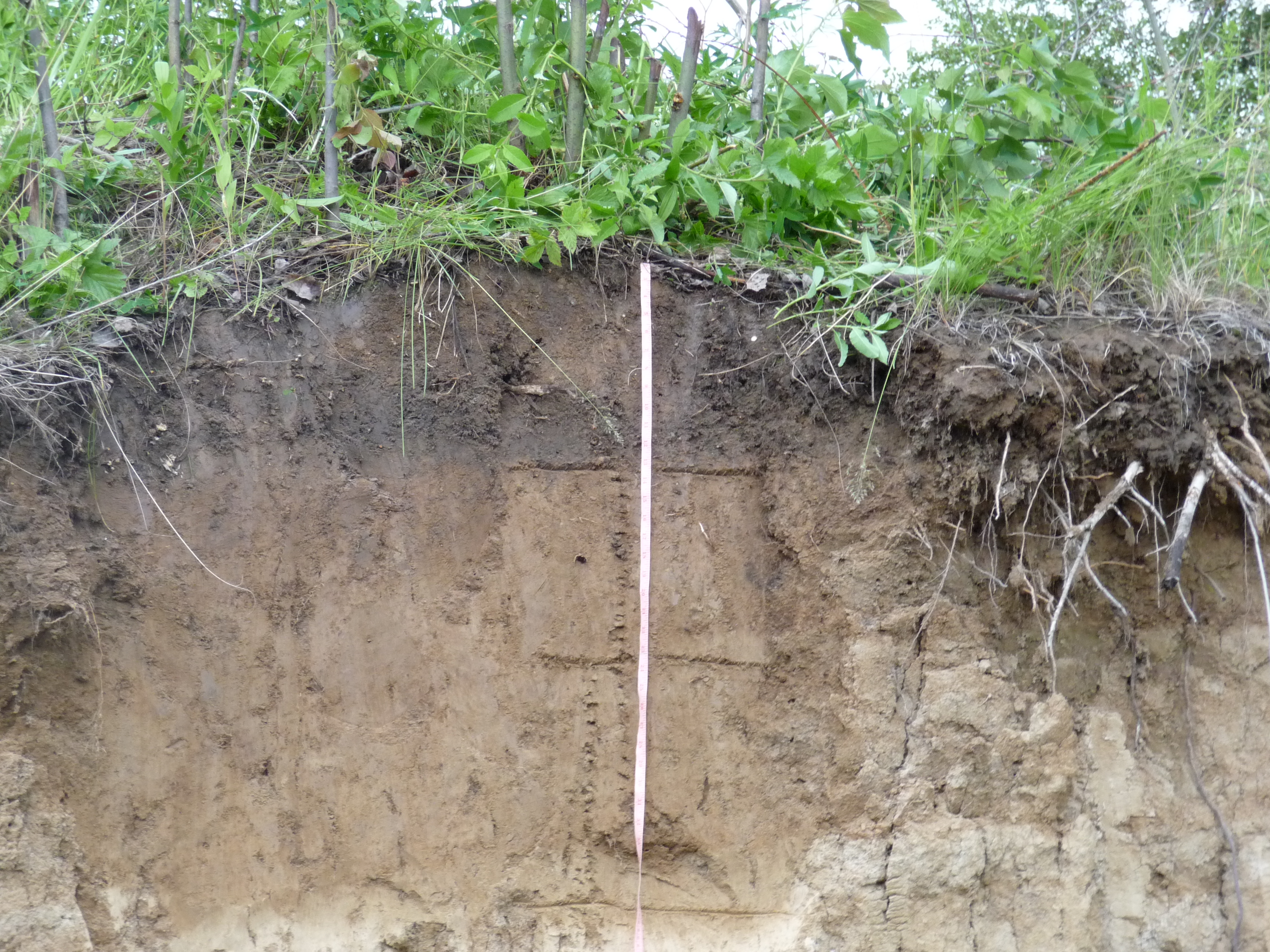 Виды почв: какие бывают (песчаники, суглинки, черноземы, супеси, торфяники и др.) + основные характеристики и свойства