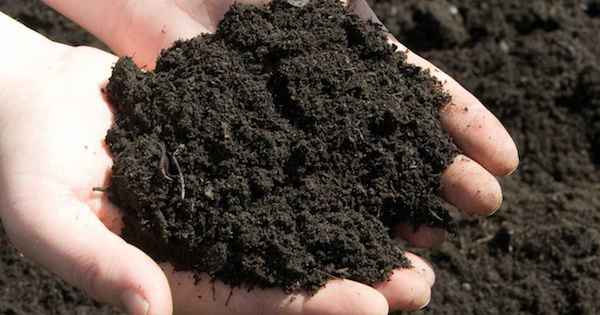 Виды почв: какие бывают (песчаники, суглинки, черноземы, супеси, торфяники и др.) + основные характеристики и свойства
