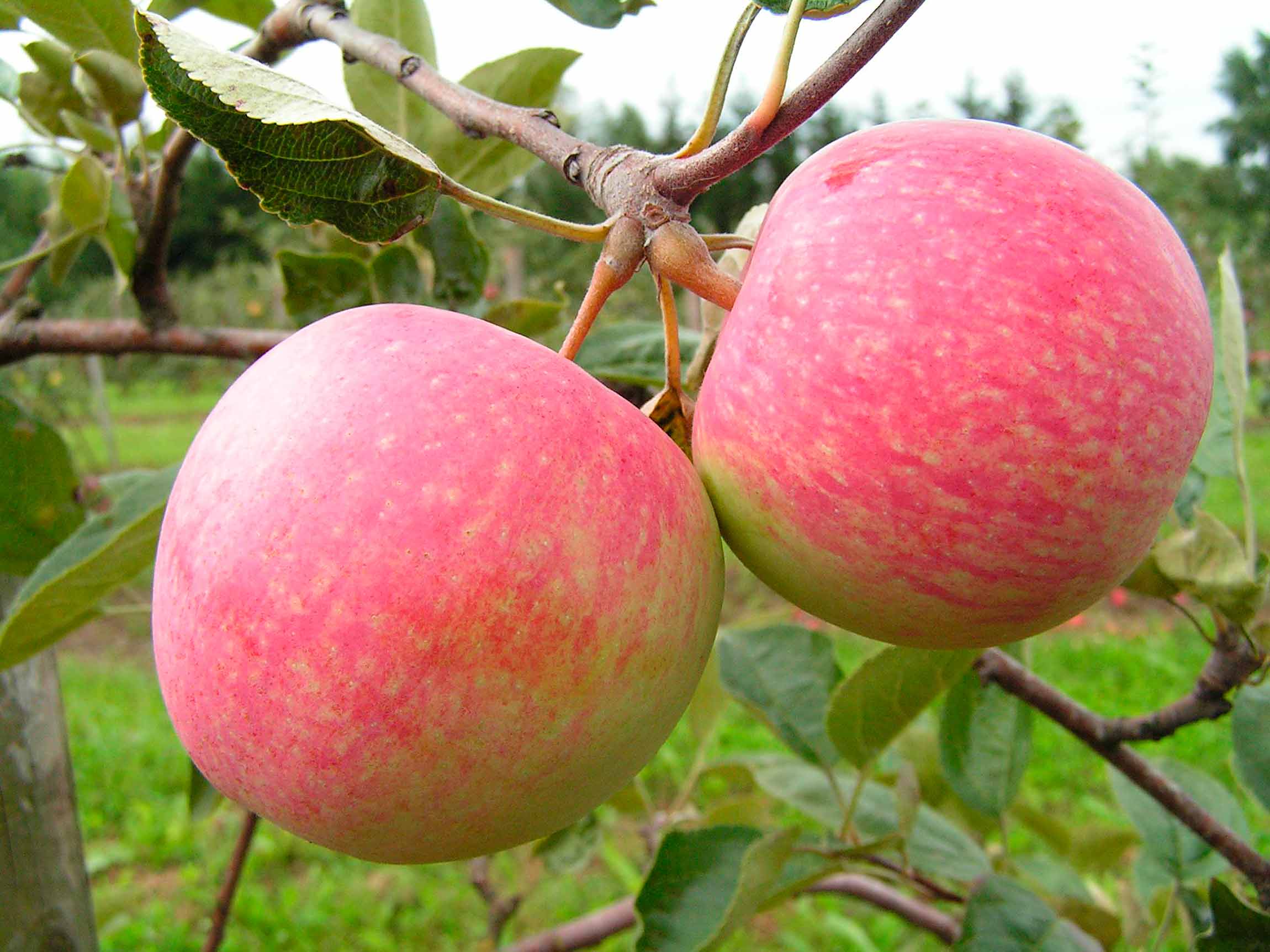 Выращиваем проверенный временем урожайный сорт яблони Слава победителям