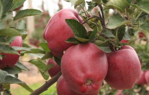 Выращивание и уход за яблоней сорта Глостер