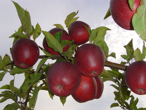 Выращивание и уход за яблоней сорта Глостер